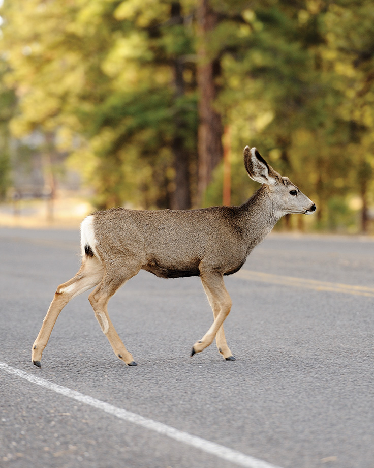 Animals on the road